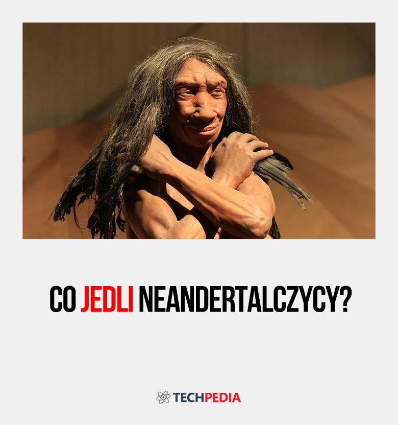 Co jedli neandertalczycy?