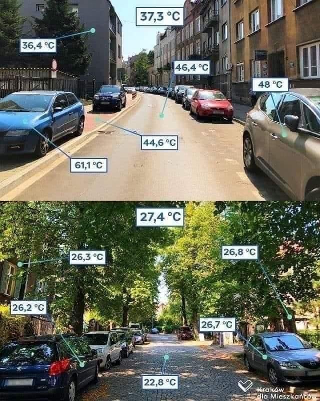 Jak to niewiele trzeba - temperatura ulicy z drzewami i bez