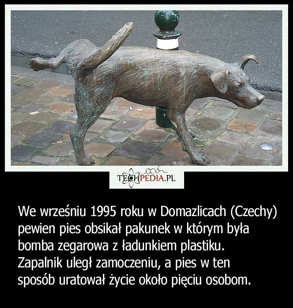 Czy pies może rozbroić ładunek wybuchowy?