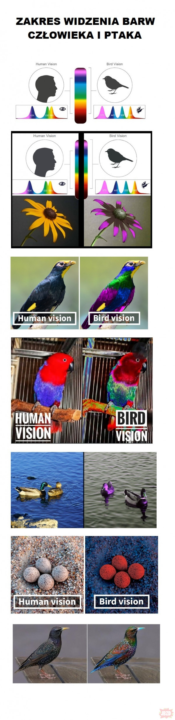 Jak widzą ptaki?