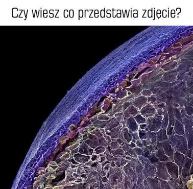 Czy wiesz co przedstawia zdjęcie?