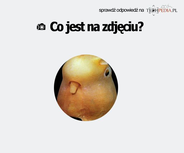 Co jest na zdjęciu?