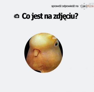 Co jest na zdjęciu?