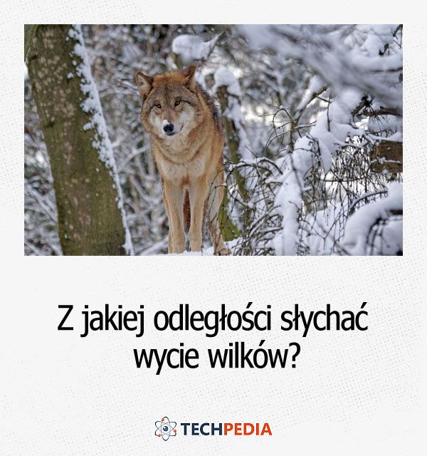 Z jakiej odległości słychać wycie wilków?