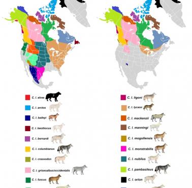 Dawne i obecne rozmieszczenie podgatunków wilka w Ameryce Północnej