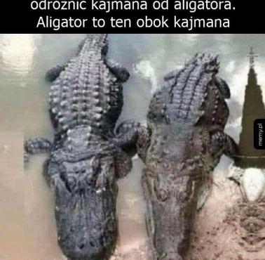Jaka jest różnica między kajmanem i aligatorem?