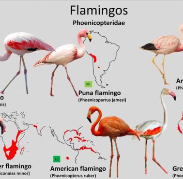Obszary występowania flamingów z podziałem na gatunki
