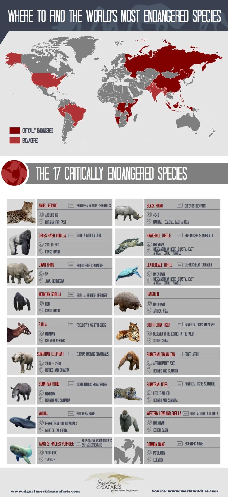 Top17 zwierząt zagrożonych wyginięciem (ang.)