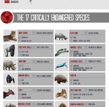 Top17 zwierząt zagrożonych wyginięciem (ang.)