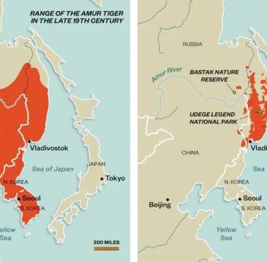 Zasięg występowania największego gatunku tygrysów - syberyjskich w XIX wieku i obecnie