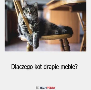 Dlaczego kot drapie meble?