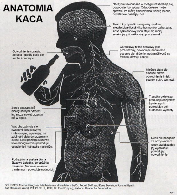 Anatomia kaca.