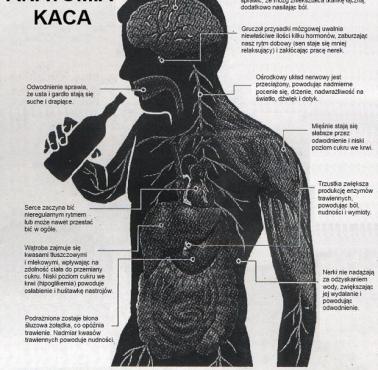 Anatomia kaca.