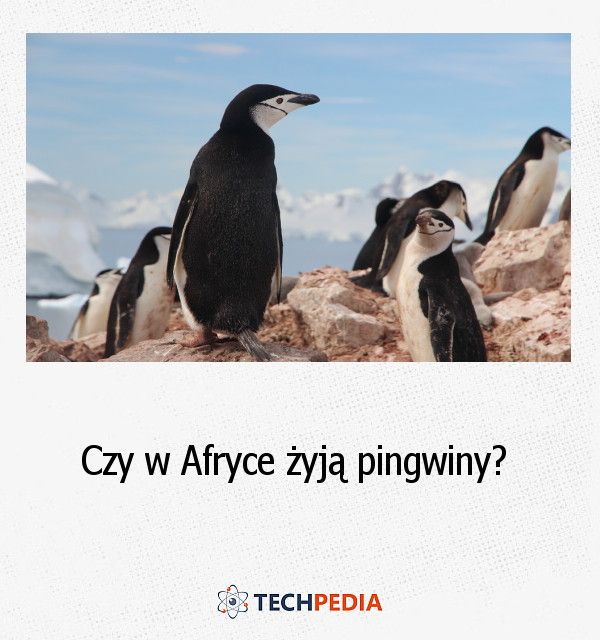 Czy w Afryce żyją pingwiny?