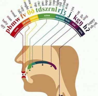 Fonetyczna mapa ludzkiego aparatu mowy