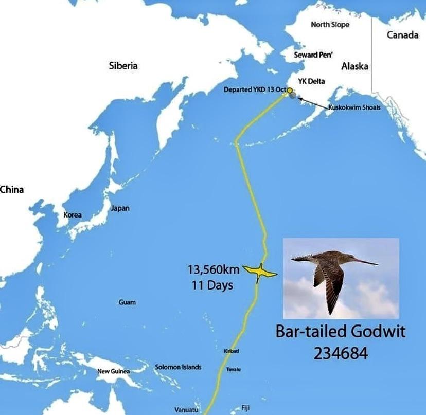 Rybitwa białoczelna i jej rekord długodystansowego lotu, pond 13 tys. km
