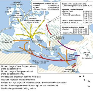 Migracja kotów do Europy