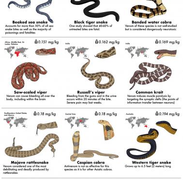 50 najbardziej jadowitych węży na świecie i ich występowanie (eng)