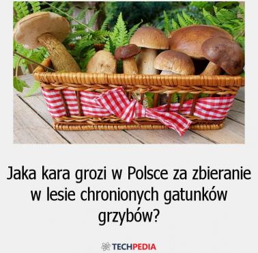 Jaka kara grozi w Polsce za zbieranie  w lesie chronionych gatunków grzybów? 