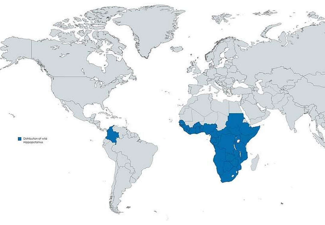 Zasięg występowania hipopotamów na świecie
