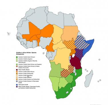 Występowanie różnych gatunków żyraf w Afryce