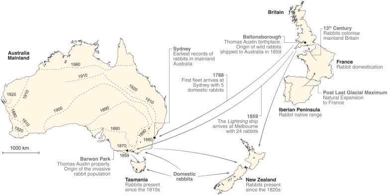 Kolonizacja Australii przez króliki
