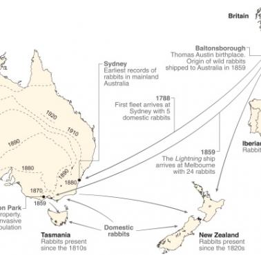 Kolonizacja Australii przez króliki