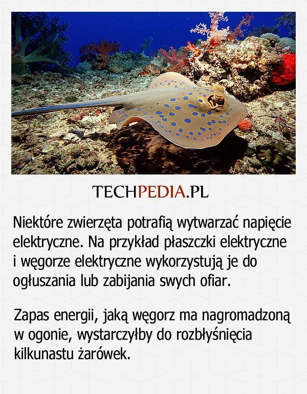 Elektryczne zwierzęta