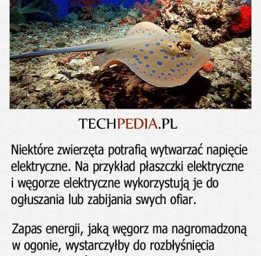 Elektryczne zwierzęta