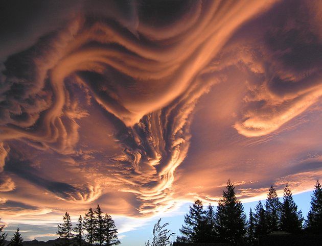 Chmury asperatus