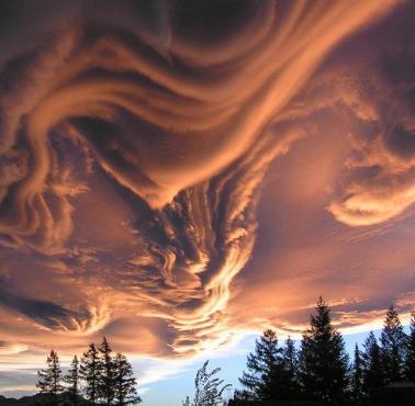 Chmury asperatus