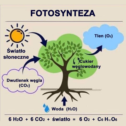 Opis działania fotosyntezy, światło słoneczne + woda + CO2 > tlen