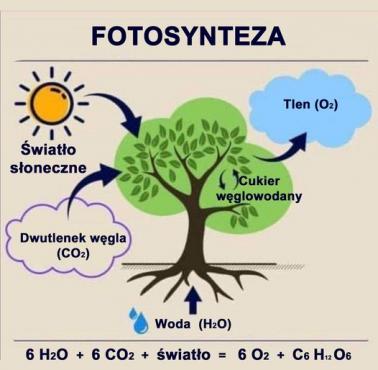 Opis działania fotosyntezy, światło słoneczne + woda + CO2 > tlen