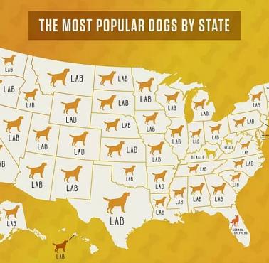 Najpupularniejsza rasa psów w USA z podziałem na stany