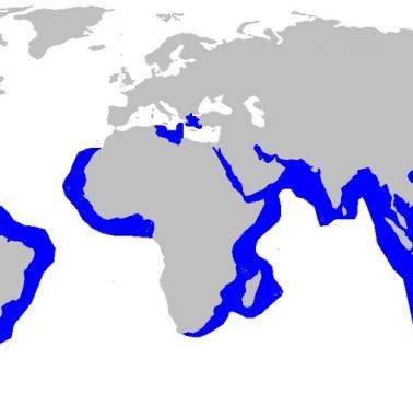 Zasięg występowania rekina tygrysiego