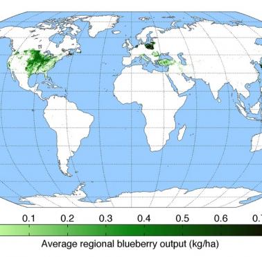 Najwięksi producenci borówek na świecie