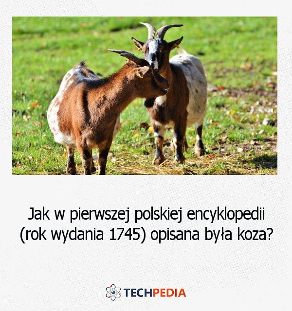 Jak w pierwszej polskiej encyklopedii (rok wydania 1745) opisana była koza?
