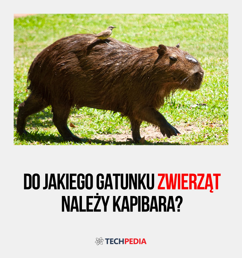 Do jakiego gatunku zwierząt należy kapibara?
