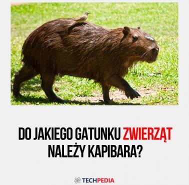 Do jakiego gatunku zwierząt należy kapibara?