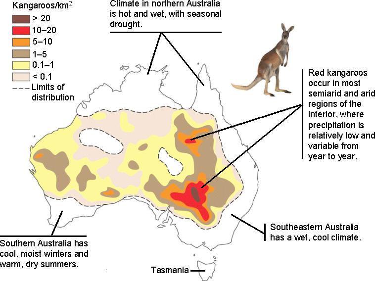 Zasięg występowania kangurów w Australii