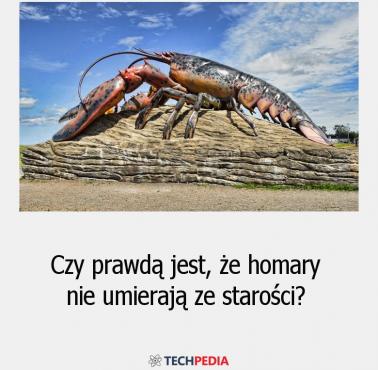 Czy prawdą jest, że homary nie umierają ze starości?