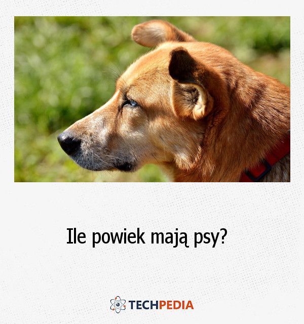 Ile powiek mają psy?