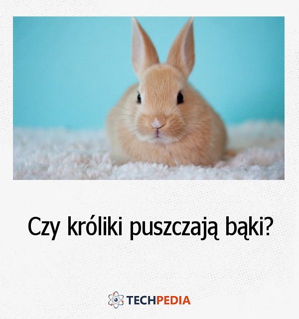 Czy króliki puszczają bąki?