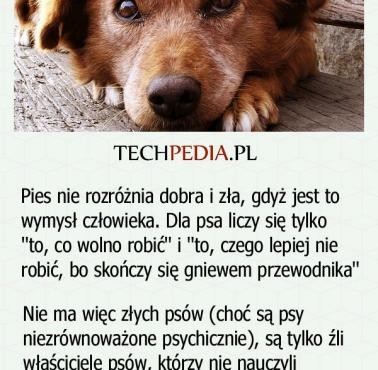 Czy pies potrafi odróżnić dobro od zła?