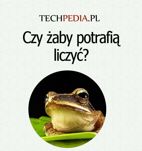 Czy żaby potrafią liczyć?