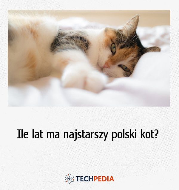 Ile lat ma najstarszy polski kot?