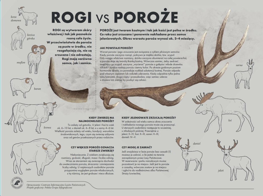 Rogi czy poroże