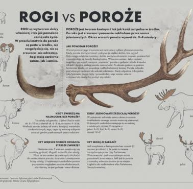 Rogi czy poroże
