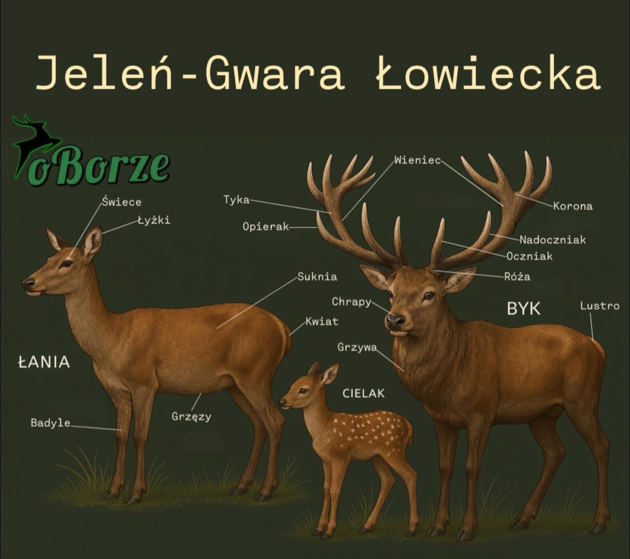 Jeleń - w gwarze łowieckiej