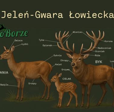 Jeleń - w gwarze łowieckiej